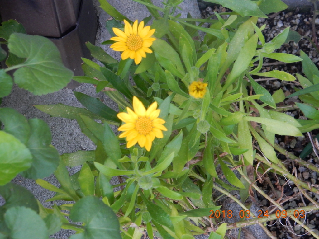 f:id:miyoshi_s:20180324090339j:plain f:id:miyoshi_s:20180324090339j:plain
