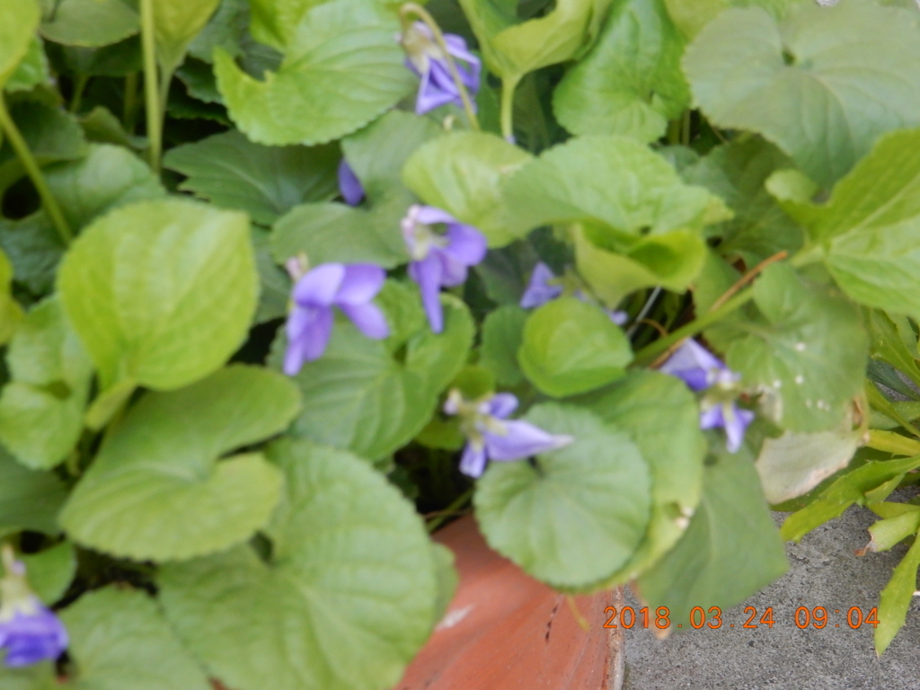 f:id:miyoshi_s:20180324090403j:plain f:id:miyoshi_s:20180324090403j:plain