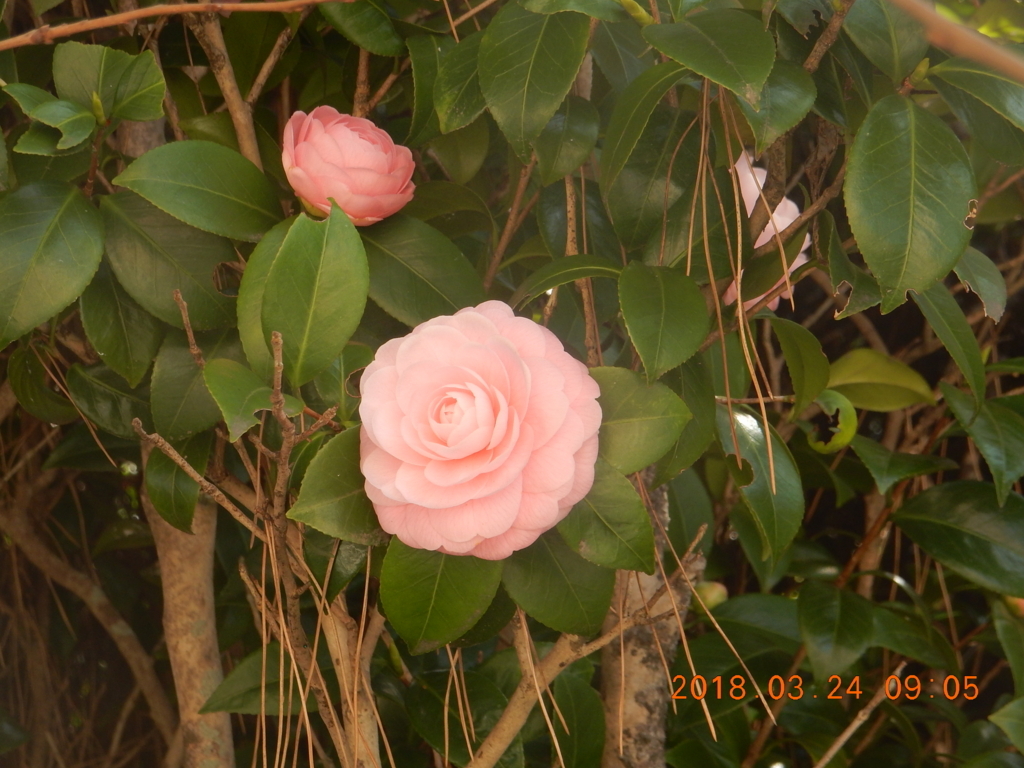 f:id:miyoshi_s:20180324090524j:plain f:id:miyoshi_s:20180324090524j:plain