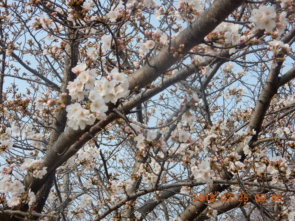 f:id:miyoshi_s:20180325090557j:plain f:id:miyoshi_s:20180325090557j:plain