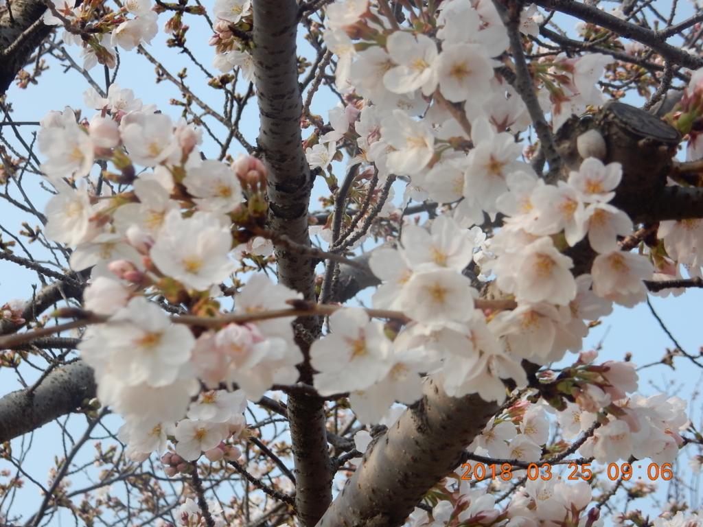 f:id:miyoshi_s:20180325090654j:plain f:id:miyoshi_s:20180325090654j:plain