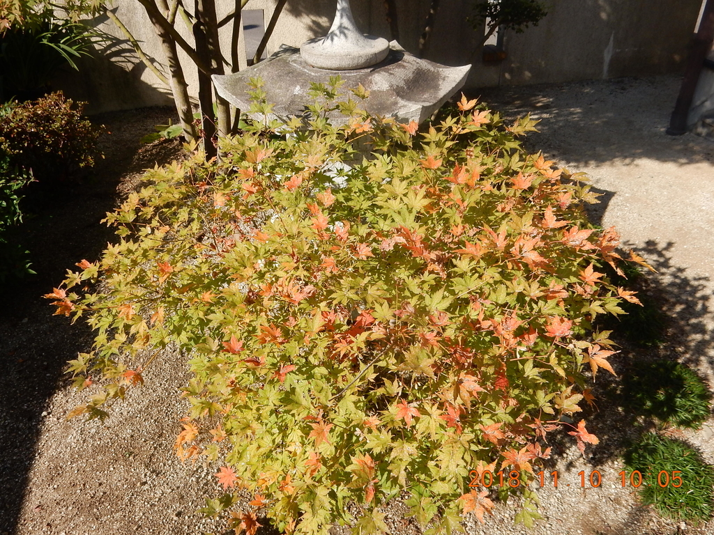 f:id:miyoshi_s:20181110100547j:plain f:id:miyoshi_s:20181110100547j:plain