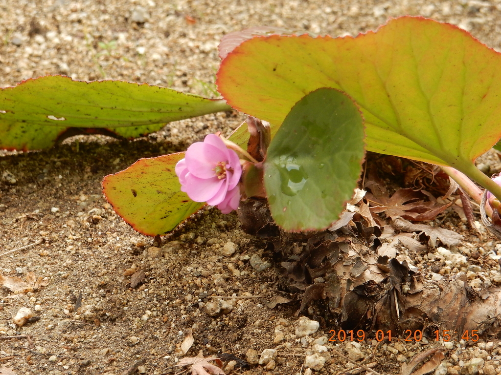 f:id:miyoshi_s:20190120154503j:plain f:id:miyoshi_s:20190120154503j:plain
