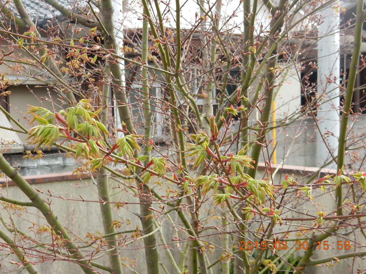 f:id:miyoshi_s:20190330155851j:plain f:id:miyoshi_s:20190330155851j:plain