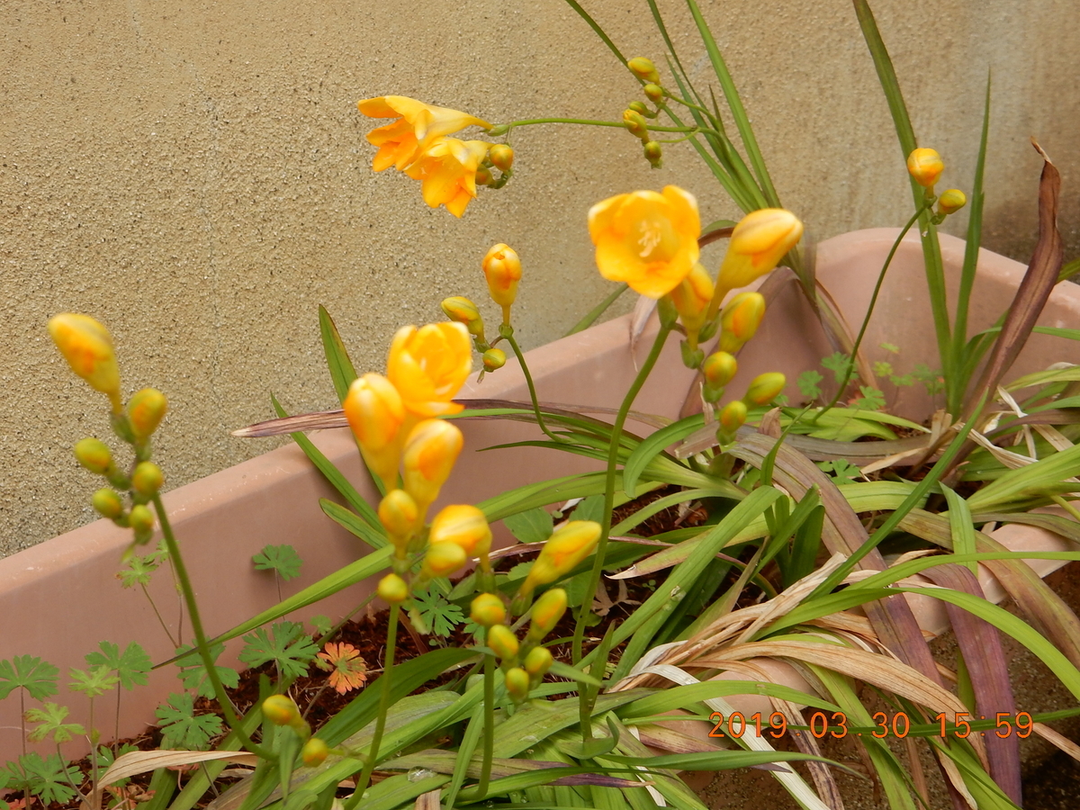f:id:miyoshi_s:20190330155921j:plain f:id:miyoshi_s:20190330155921j:plain