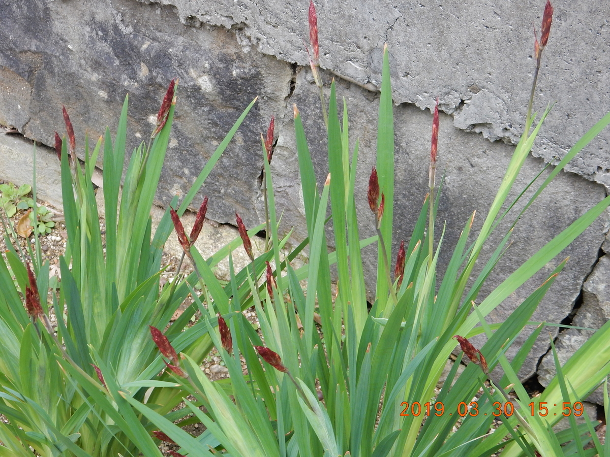 f:id:miyoshi_s:20190330155947j:plain f:id:miyoshi_s:20190330155947j:plain
