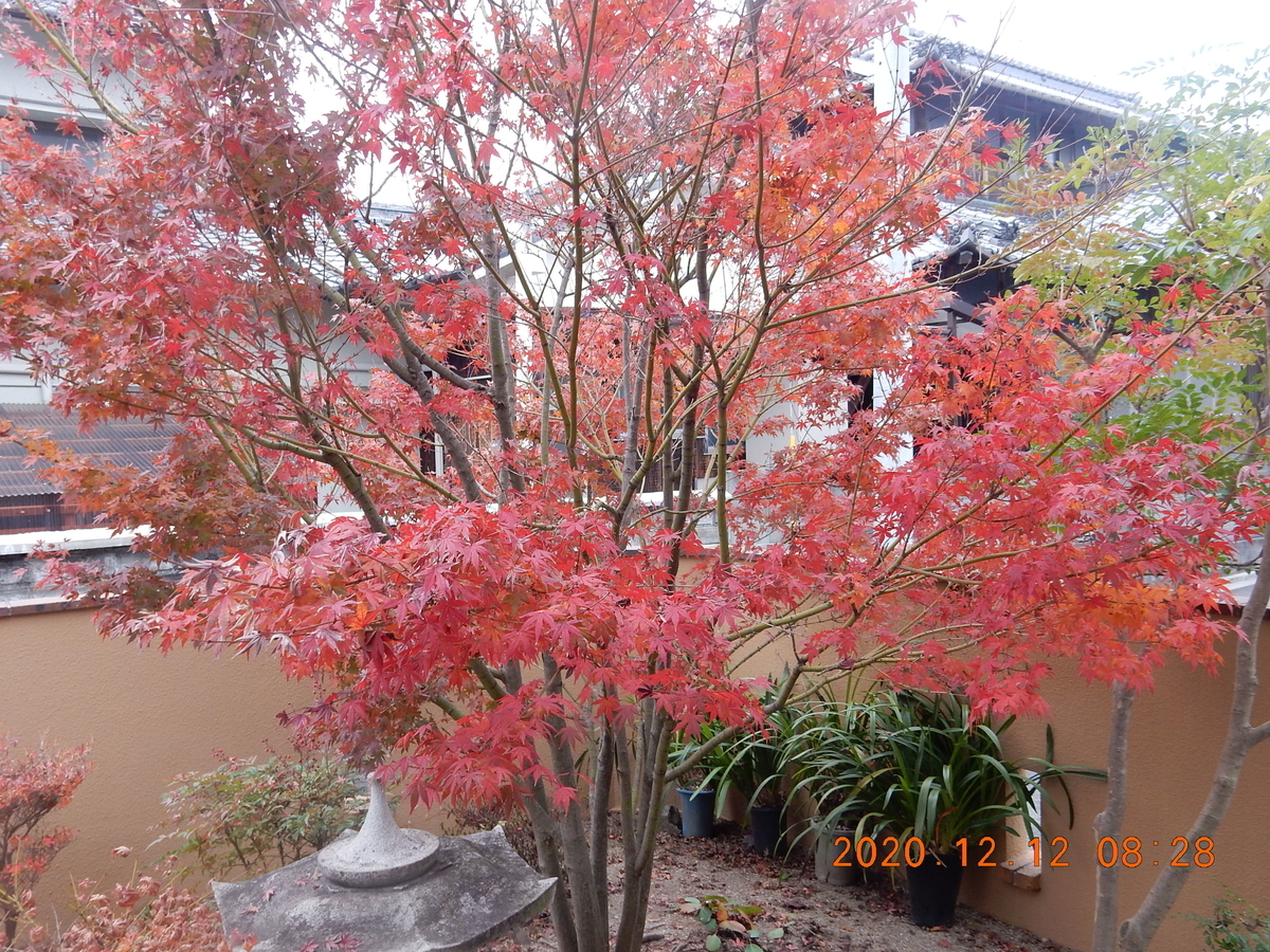 f:id:miyoshi_s:20201212082816j:plain