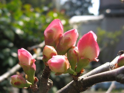 f:id:miyotya:20070219125706j:image