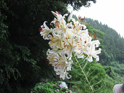 f:id:miyotya:20090722205342j:image