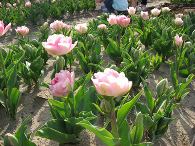 f:id:miyotya:20100412165353j:image