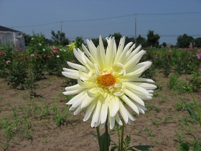 f:id:miyotya:20100704134650j:image f:id:miyotya:20100704134650j:image