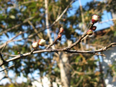 f:id:miyotya:20110203135909j:image