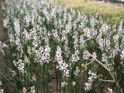 f:id:miyotya:20110217143552j:image f:id:miyotya:20110217143552j:image