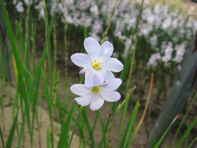 f:id:miyotya:20110217143742j:image f:id:miyotya:20110217143742j:image