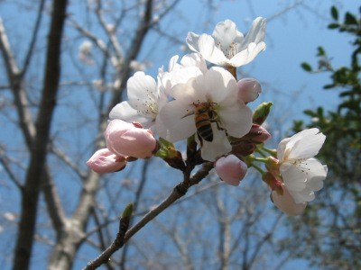f:id:miyotya:20110406122058j:image