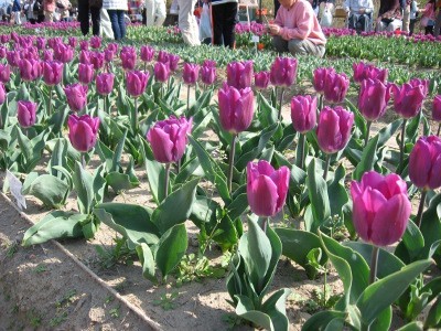 f:id:miyotya:20110410143758j:image