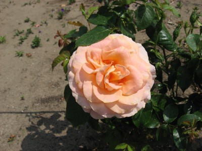 f:id:miyotya:20110521095202j:image