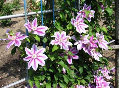 f:id:miyotya:20110521095339j:image