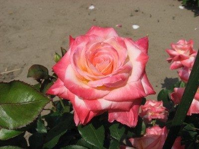 f:id:miyotya:20110521095453j:image