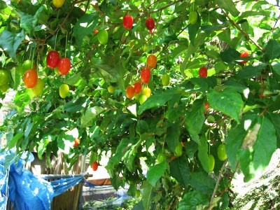 f:id:miyotya:20110604095442j:image