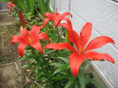f:id:miyotya:20110618084620j:image