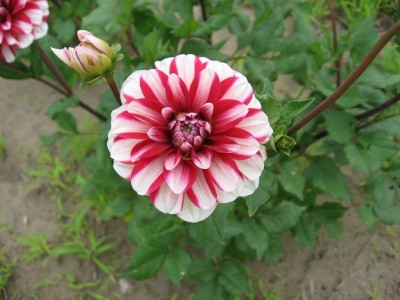 f:id:miyotya:20110625114919j:image f:id:miyotya:20110625114919j:image