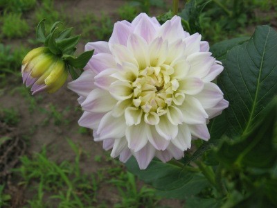 f:id:miyotya:20110625115654j:image f:id:miyotya:20110625115654j:image
