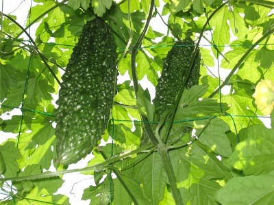 f:id:miyotya:20110801101647j:image f:id:miyotya:20110801101647j:image