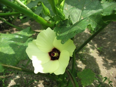 f:id:miyotya:20110807101138j:image