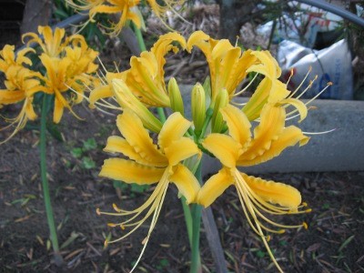 f:id:miyotya:20111007162522j:image f:id:miyotya:20111007162522j:image