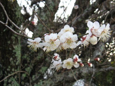 f:id:miyotya:20120306164201j:image