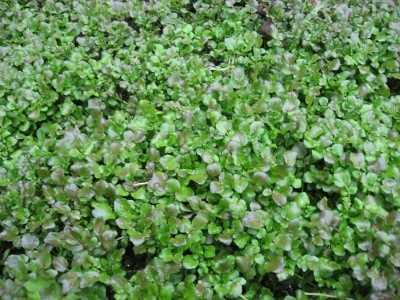f:id:miyotya:20120311102401j:image f:id:miyotya:20120311102401j:image