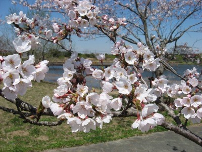 f:id:miyotya:20120407110451j:image