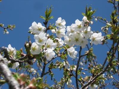 f:id:miyotya:20120407111651j:image