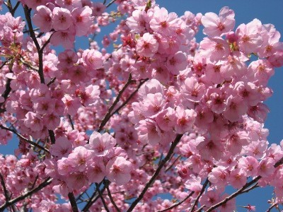 f:id:miyotya:20120407111930j:image