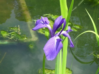 f:id:miyotya:20120513105739j:image