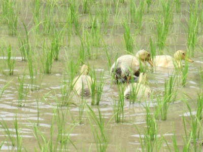 f:id:miyotya:20120517100536j:image