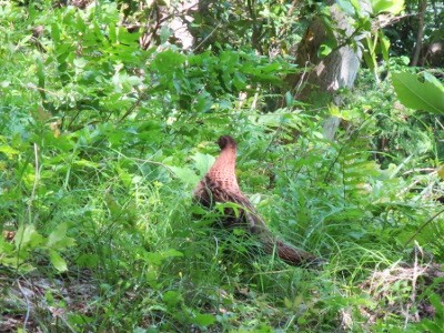 f:id:miyotya:20120517133034j:image