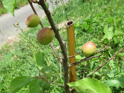 f:id:miyotya:20120610112651j:image f:id:miyotya:20120610112651j:image