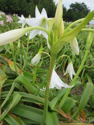 f:id:miyotya:20120628132417j:image f:id:miyotya:20120628132417j:image