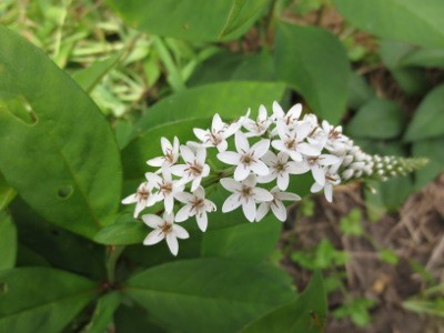 f:id:miyotya:20120715195939j:image f:id:miyotya:20120715195939j:image