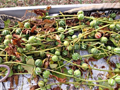 f:id:miyotya:20121115190458j:image