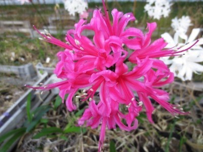 f:id:miyotya:20121115193216j:image