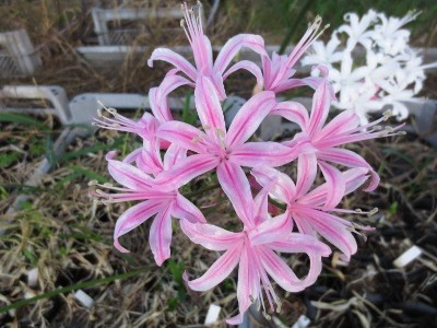f:id:miyotya:20121115193218j:image