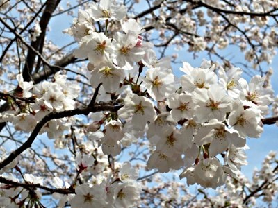 f:id:miyotya:20130326194010j:image