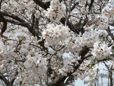 f:id:miyotya:20130326194011j:image