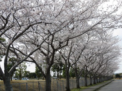 f:id:miyotya:20130326194012j:image