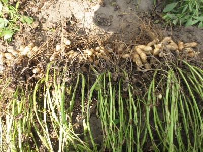 f:id:miyotya:20130923190954j:image