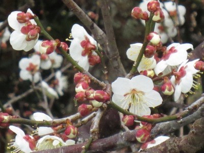 f:id:miyotya:20140227151039j:image