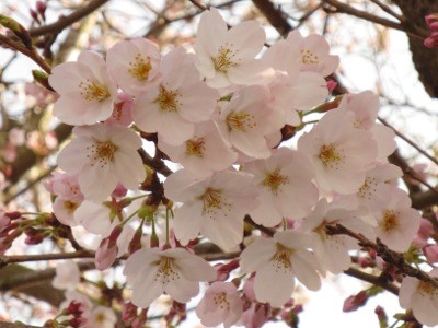 f:id:miyotya:20150330162706j:image